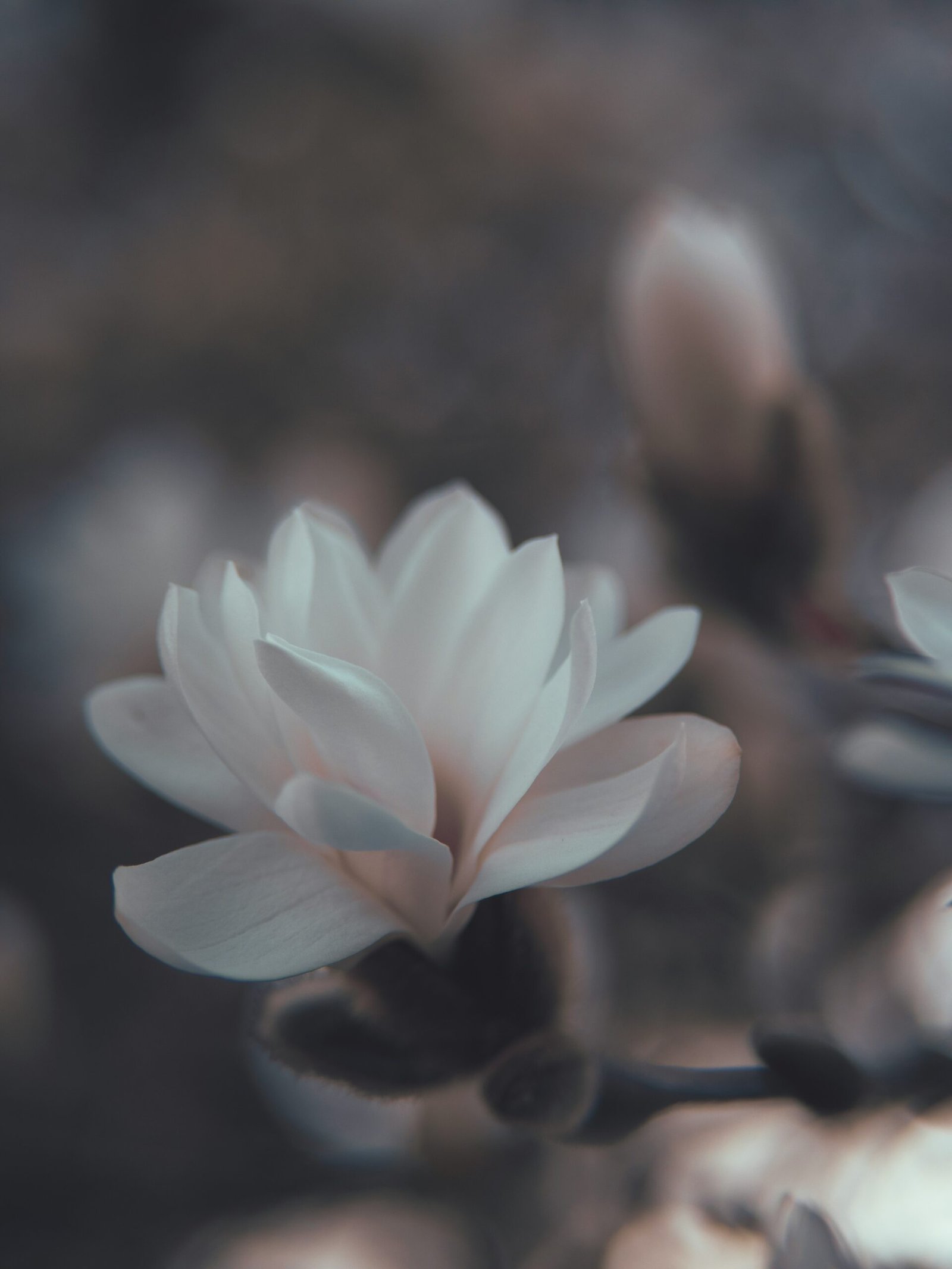 Despertar da Alma: A Jornada para a Autocompreensão e Crescimento Espiritual